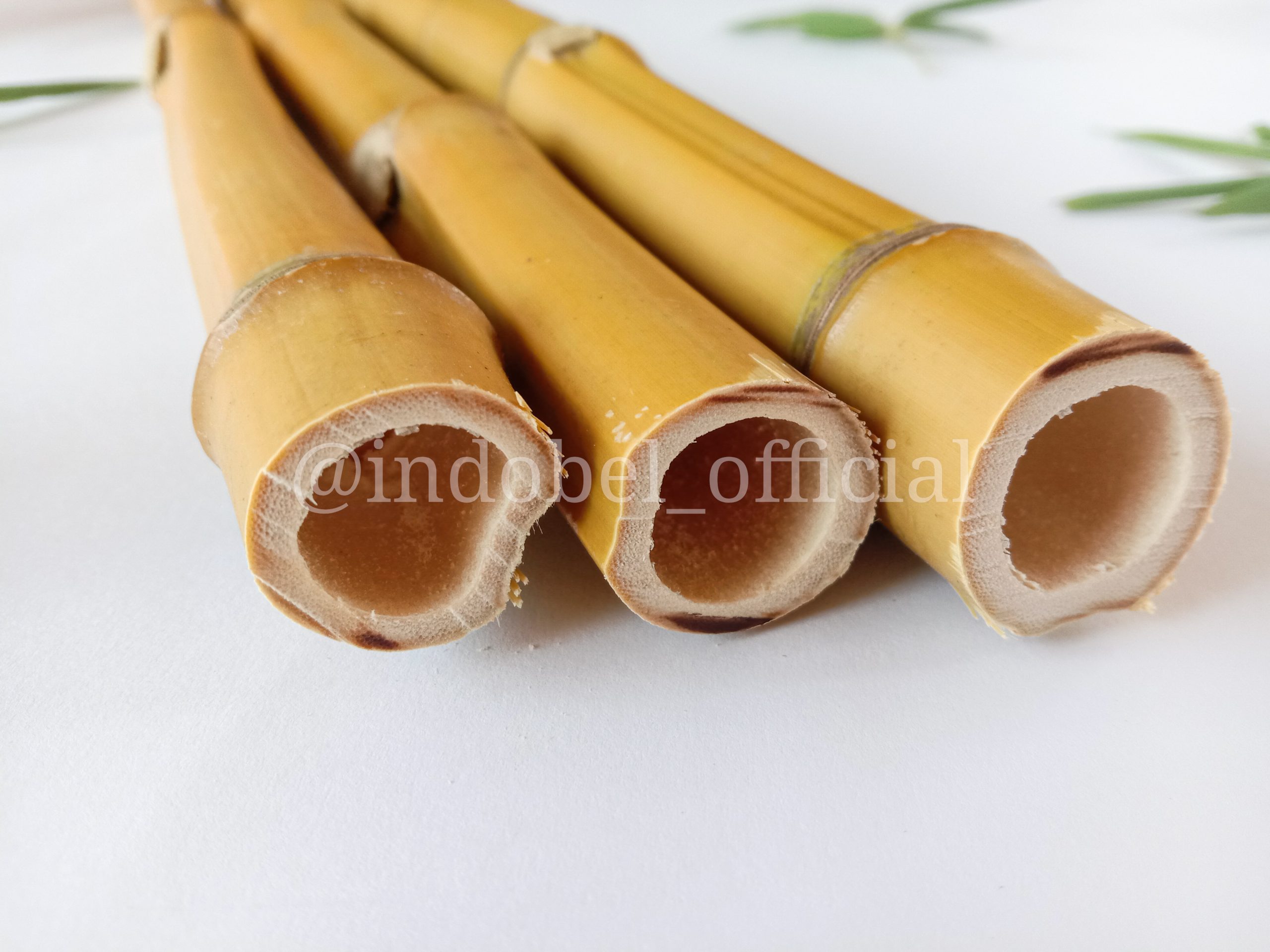 tonkin bamboo indobel
